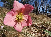 53 Helleborus niger (Ellebori) verso la fruttescenza